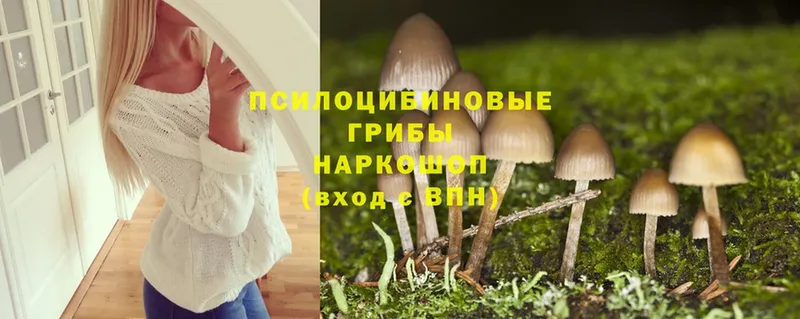 Псилоцибиновые грибы Cubensis  Череповец 